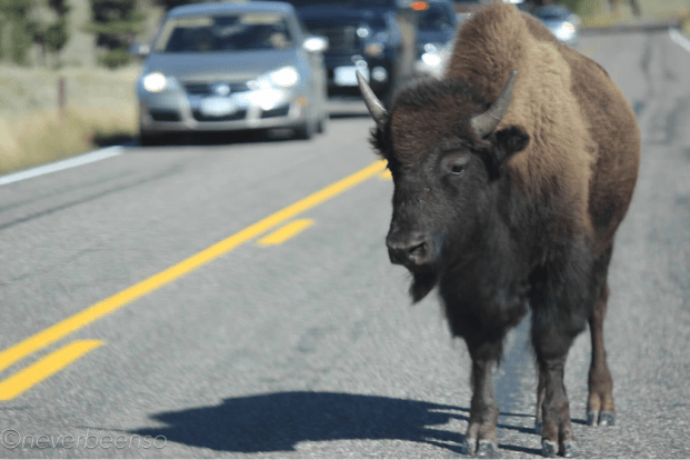 Line of traffic for at least a mile waiting until this guy was ready to cross.