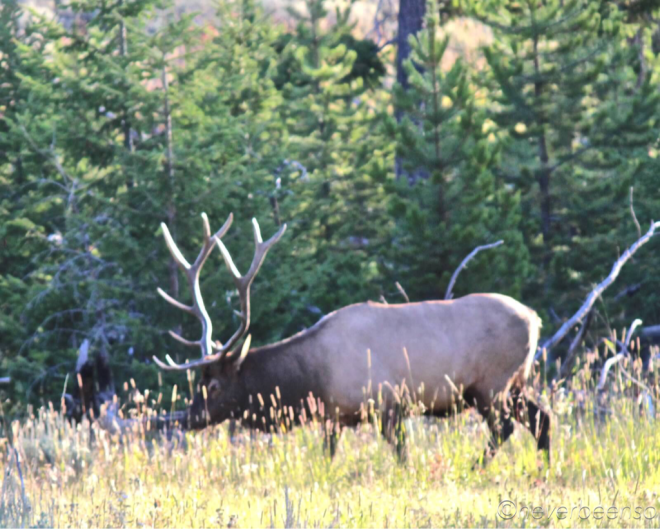 Elk.