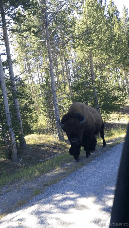 Bison - Ten feet from the road.