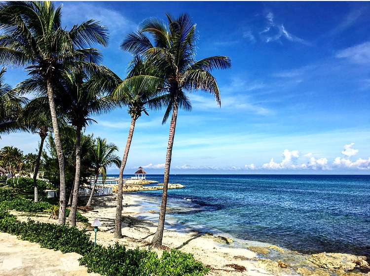 The Rollercoaster That Was 2016